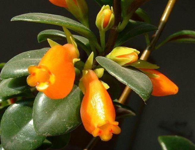 金鱼吊兰怎么养，金鱼吊兰怎么养才开花（我为什么建议你养一盆金鱼吊兰）