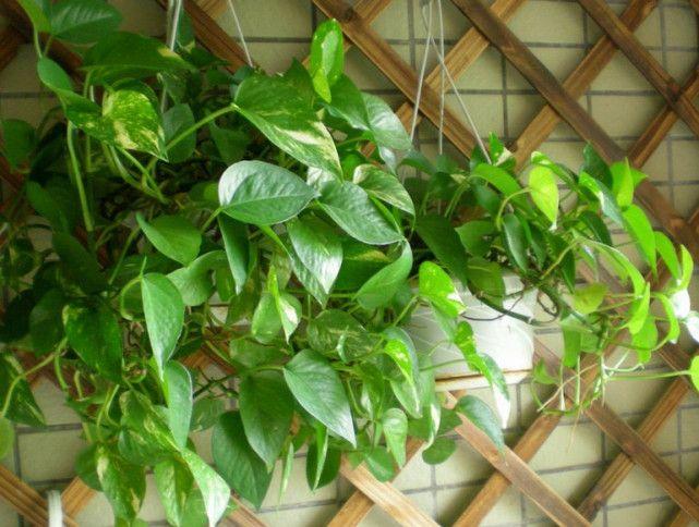 绿萝有毒吗，养绿萝需要注意了（绿萝有毒吗我家狗子吃了一片叶子）