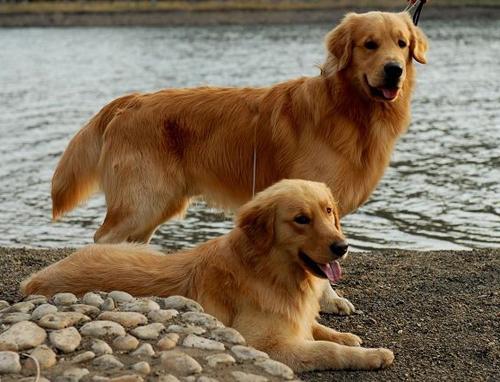 大的金毛犬价格多少钱 大型的金毛犬