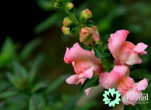 金鱼草的花语和寓意，金鱼草的花图式（花语吉祥如意、金玉满堂之金鱼草）