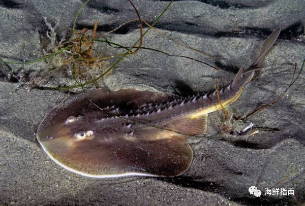 頭扁扁的鯊魚叫什麼鯊啊,頭是扁扁的鯊魚(收藏,鰩