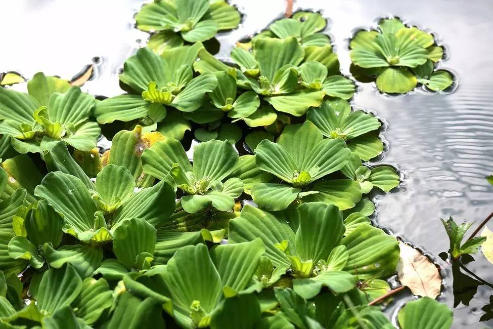 玻璃鱼缸适合养的水生植物介绍,玻璃鱼缸适合养的水生植物介绍图片(史