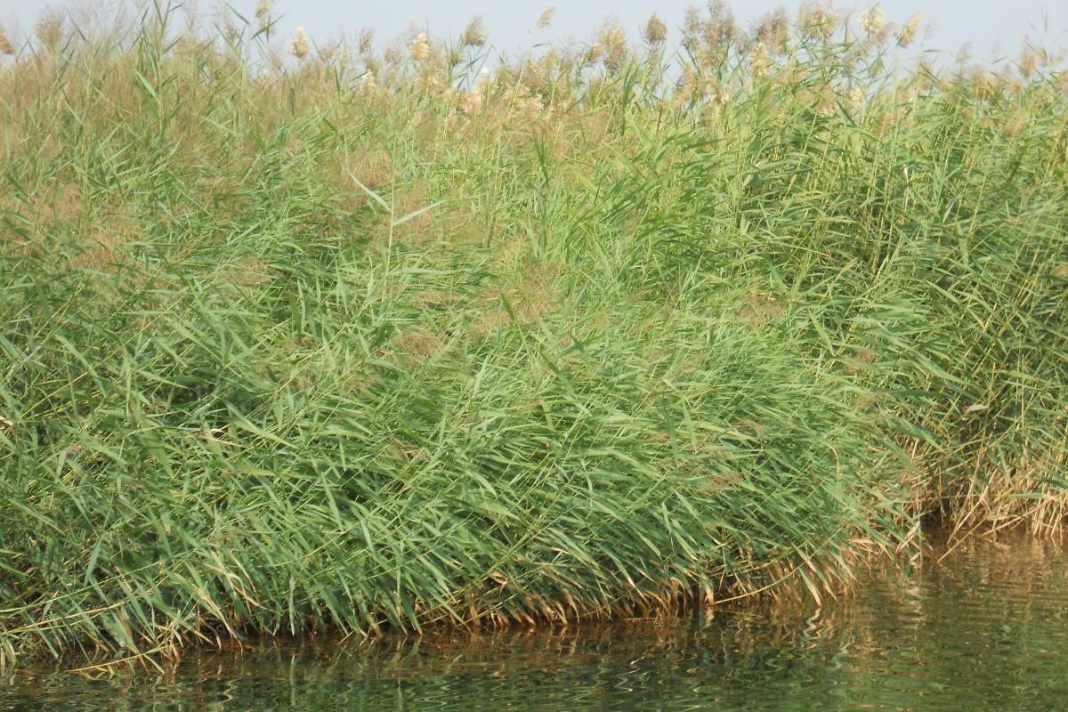 玻璃鱼缸适合养的水生植物介绍图片(史上最全的河道景观植物集锦)
