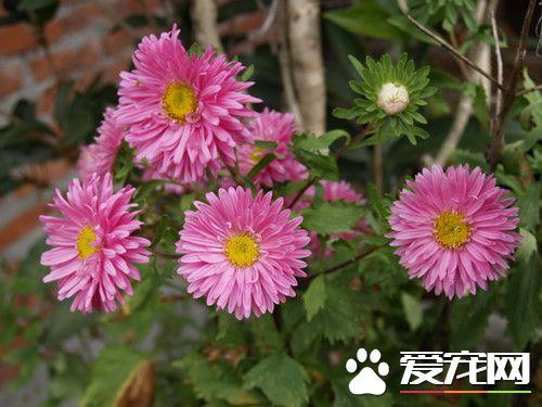 菊花叶子发黄干枯咋回事，菊花叶子发黄的原因及处理（斑枯病的症状及发病的规律）