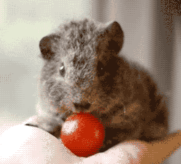 荷兰猪多久生一窝，荷兰猪容易生跳蚤吗会一直叫吗（豚鼠吃吃吃，我可以看一整天）