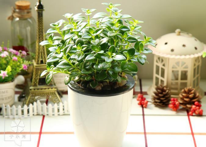 金鱼吊兰怎么养，金鱼吊兰怎么养才开花（我为什么建议你养一盆金鱼吊兰）