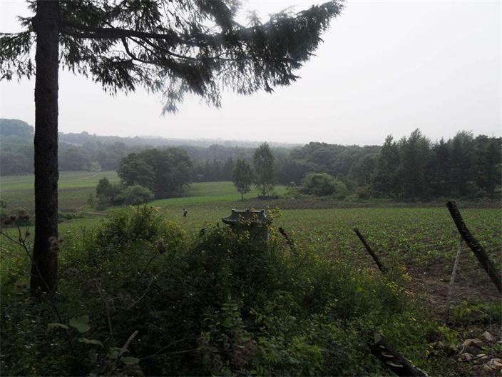 桃木是什么树，为什么桃木挂件不能随便挂（农家院里，有哪些树不能种）