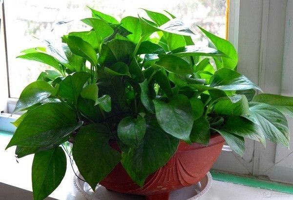 绿萝有毒吗，养绿萝需要注意了（绿萝有毒吗我家狗子吃了一片叶子）