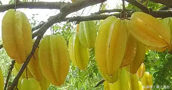 高州水库在中国排名第几位，高州水库面积多大（如果你连这都不知道那真是枉为茂名人）