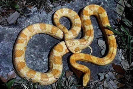 水豚在中国养合法吗，中国可以养河豚吗（是时候养一些奇特的宠物了）