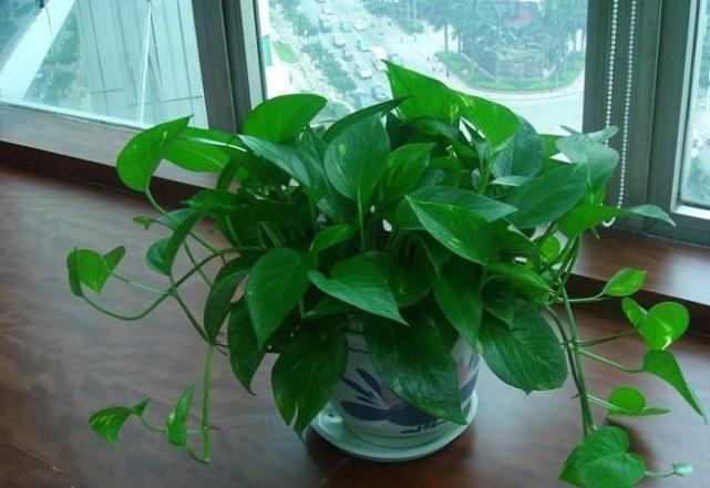 绿萝有毒吗，养绿萝需要注意了（绿萝有毒吗我家狗子吃了一片叶子）