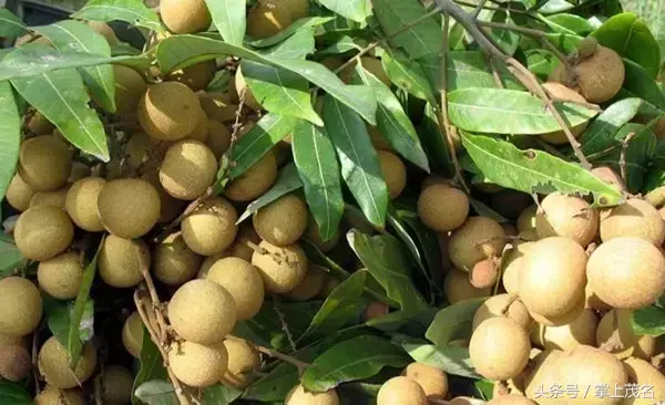 高州水库在中国排名第几位，高州水库面积多大（如果你连这都不知道那真是枉为茂名人）