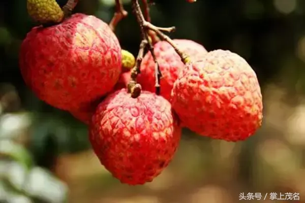 高州水库在中国排名第几位，高州水库面积多大（如果你连这都不知道那真是枉为茂名人）