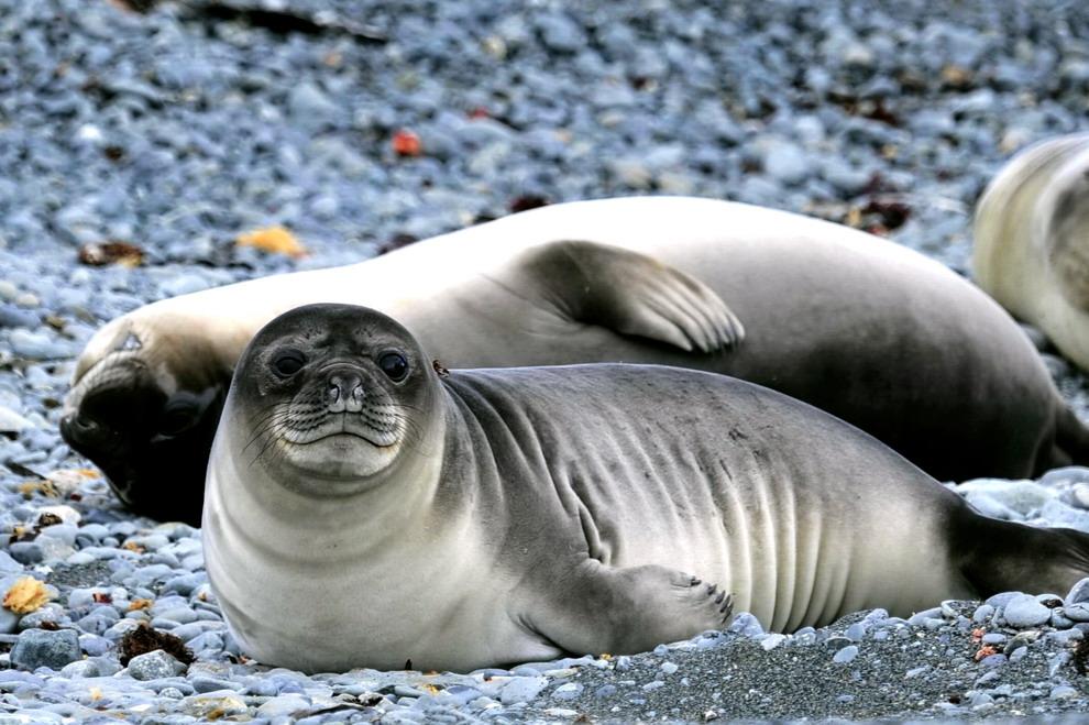 海豹的生活习性,它们在南极是如何生活(海豹的生活特点是什么)