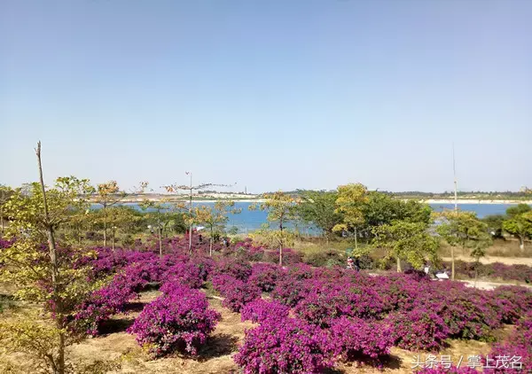 高州水库在中国排名第几位，高州水库面积多大（如果你连这都不知道那真是枉为茂名人）