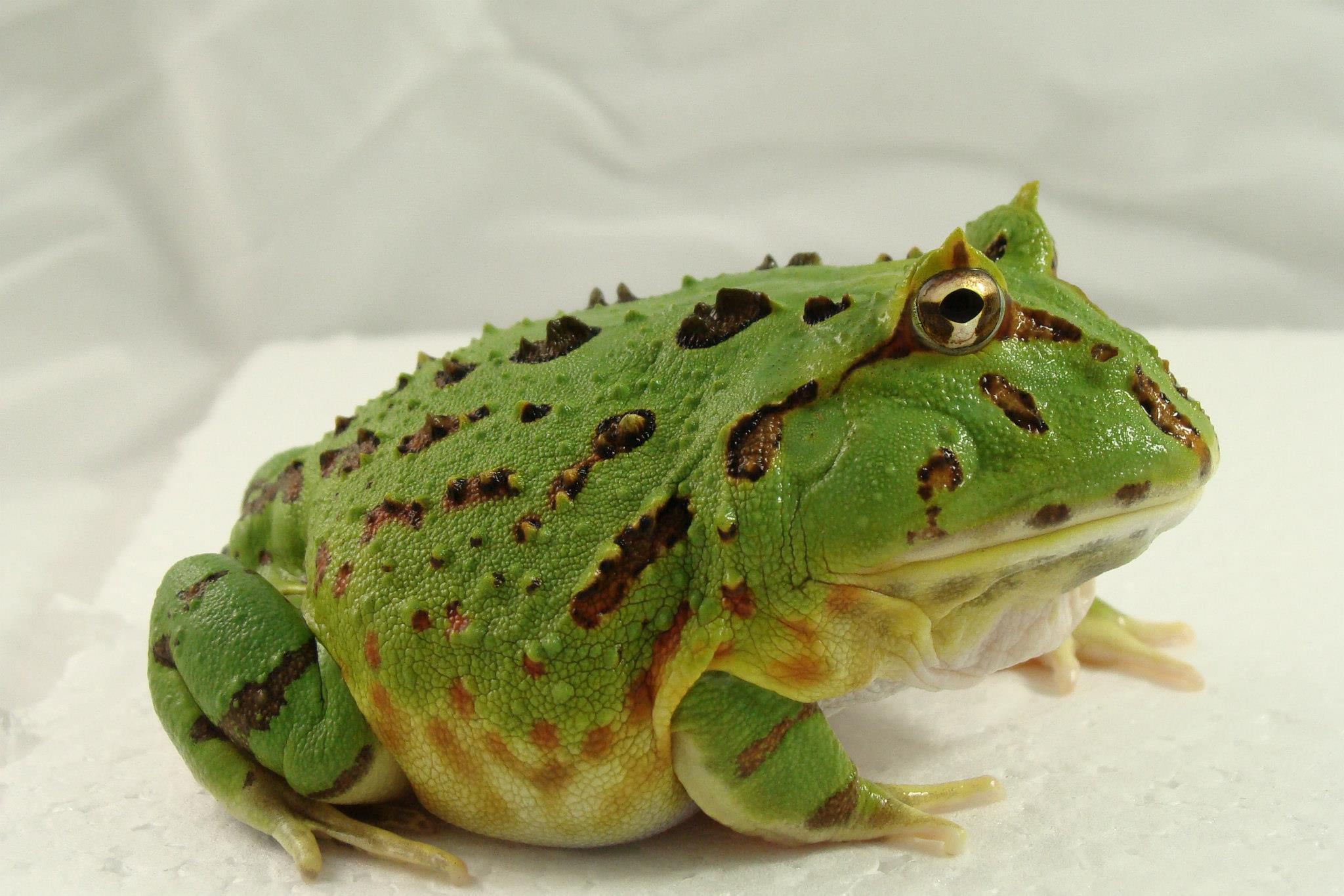 阿根廷角蛙)苏里南角蛙 ceratophrys cornuta (亚马逊角蛙,霸王角蛙)