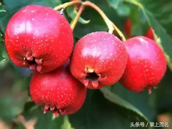 高州水库在中国排名第几位，高州水库面积多大（如果你连这都不知道那真是枉为茂名人）