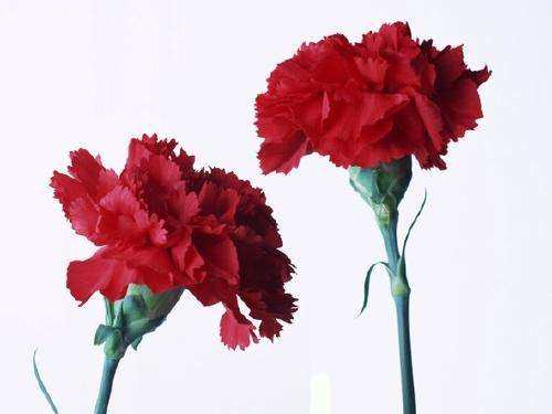 不同颜色康乃馨花语，康乃馨的花的寓意是什么（数量有不同的含义-值得收藏）