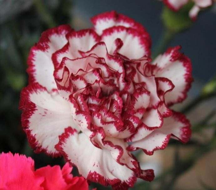 不同颜色康乃馨花语，康乃馨的花的寓意是什么（数量有不同的含义-值得收藏）