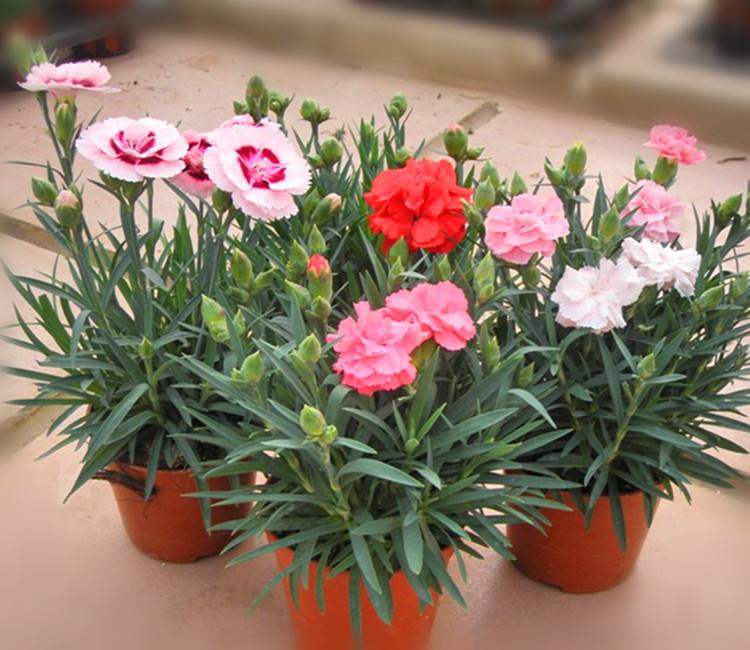 不同颜色康乃馨花语，康乃馨的花的寓意是什么（数量有不同的含义-值得收藏）