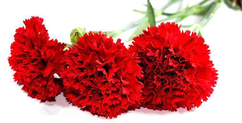 不同颜色康乃馨花语，康乃馨的花的寓意是什么（数量有不同的含义-值得收藏）