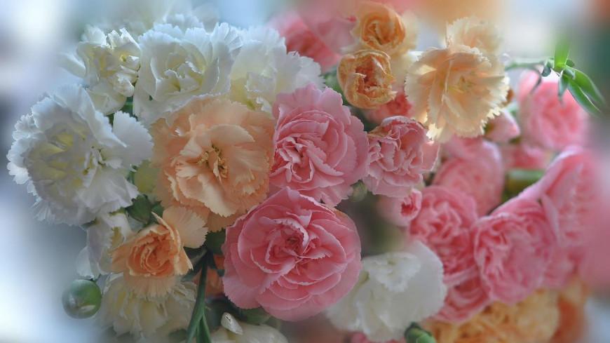 不同颜色康乃馨花语，康乃馨的花的寓意是什么（数量有不同的含义-值得收藏）