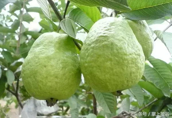 高州水库在中国排名第几位，高州水库面积多大（如果你连这都不知道那真是枉为茂名人）