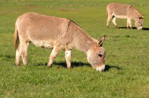 水豚在中国养合法吗，中国可以养河豚吗（是时候养一些奇特的宠物了）