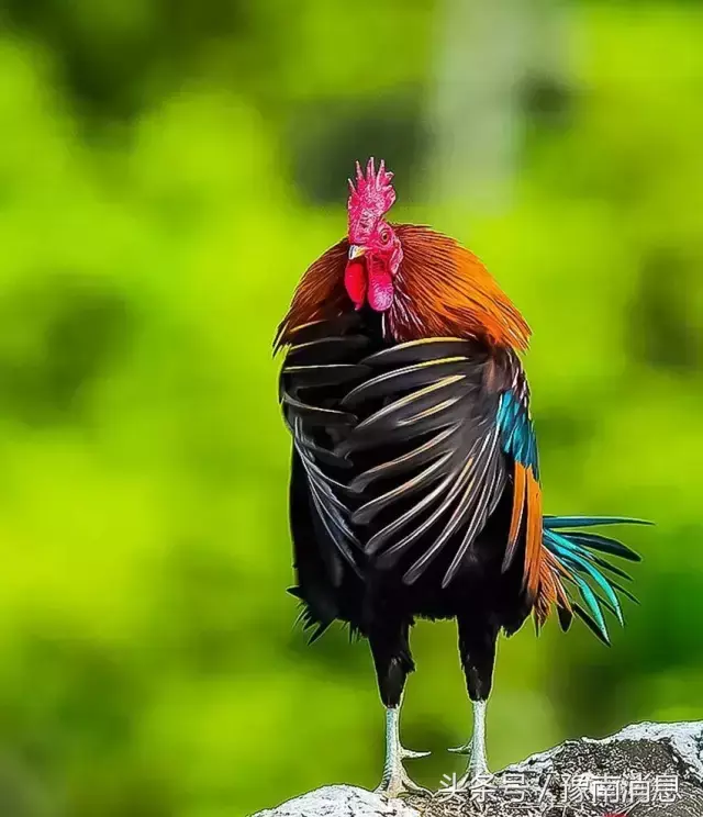 家禽有几个生肖，十二生肖有哪些是家禽的动物（12生肖中的鸡又代表着什么）