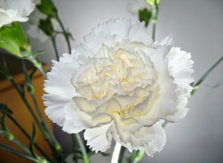 不同颜色康乃馨花语，康乃馨的花的寓意是什么（数量有不同的含义-值得收藏）