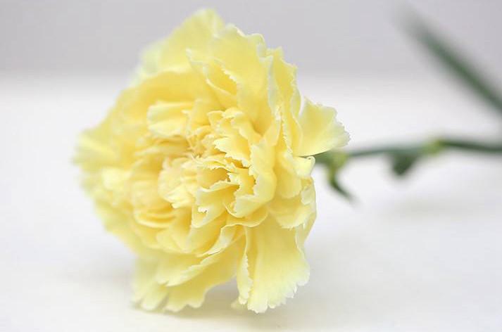 不同颜色康乃馨花语，康乃馨的花的寓意是什么（数量有不同的含义-值得收藏）