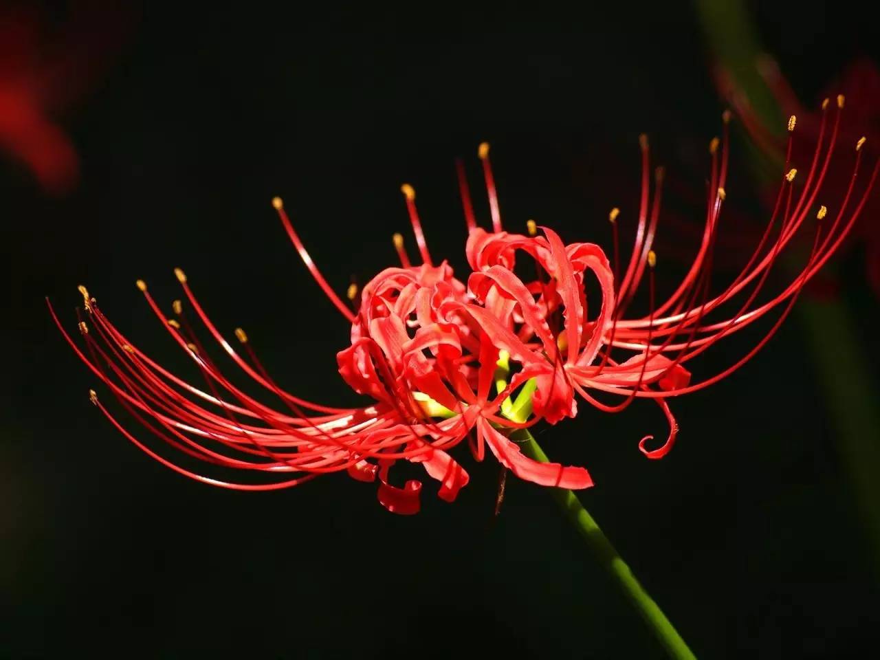 1,《本草》植物志之彼岸花:开一千年,落一千年,花叶不相见