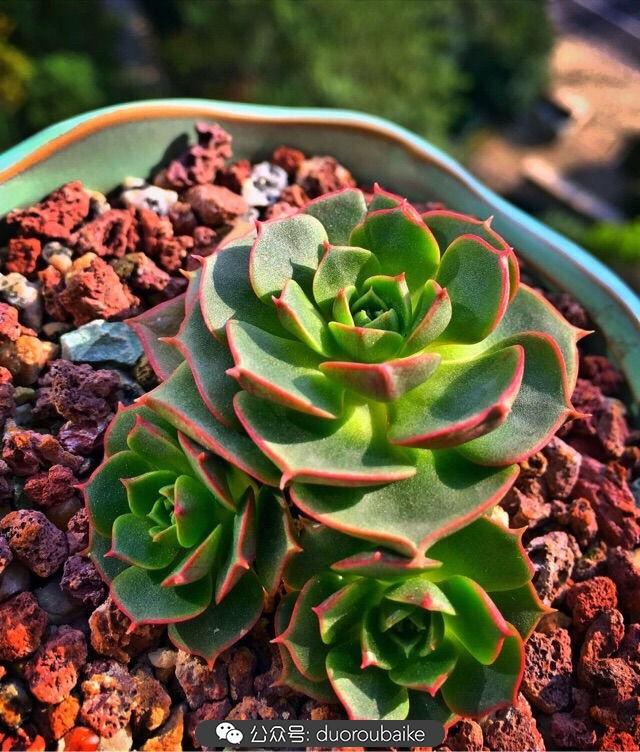 八字看缘尽,多肉屌丝变成高富帅只需九个月!-八字-荣耀易学