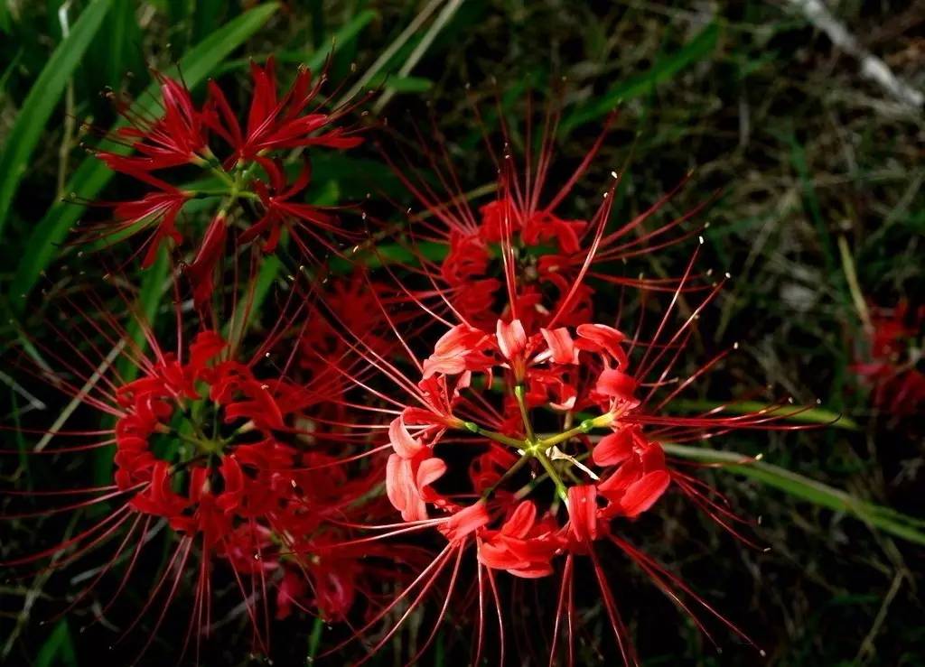 彼岸花的诅咒，彼岸花的由来，和有什么寓意（《本草》植物志之彼岸花）