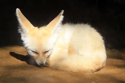 水豚在中国养合法吗，中国可以养河豚吗（是时候养一些奇特的宠物了）