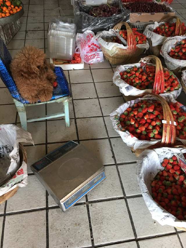 合肥宠物狗在哪里卖的多一点啊（合肥宠物市场最热门的宠物狗品种）