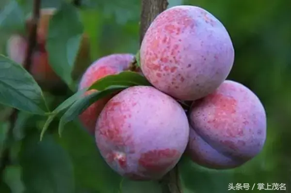 高州水库在中国排名第几位，高州水库面积多大（如果你连这都不知道那真是枉为茂名人）