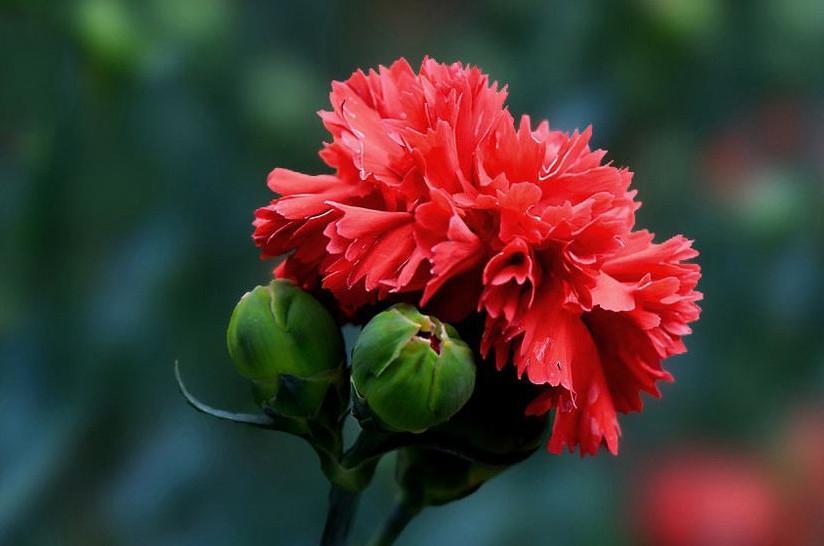 不同颜色康乃馨花语，康乃馨的花的寓意是什么（数量有不同的含义-值得收藏）