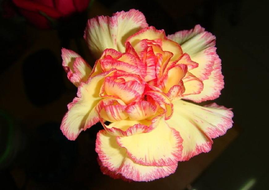 不同颜色康乃馨花语，康乃馨的花的寓意是什么（数量有不同的含义-值得收藏）