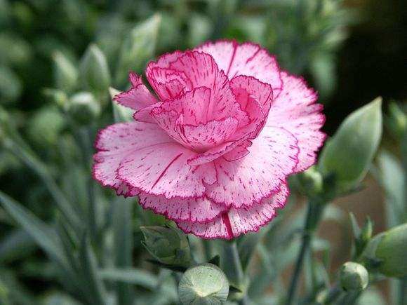 不同颜色康乃馨花语，康乃馨的花的寓意是什么（数量有不同的含义-值得收藏）