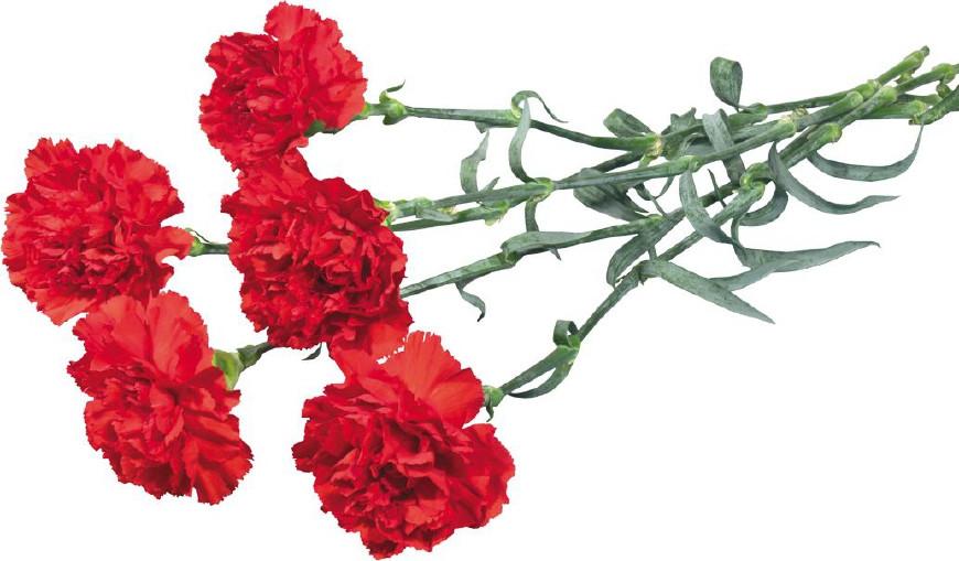 不同颜色康乃馨花语，康乃馨的花的寓意是什么（数量有不同的含义-值得收藏）