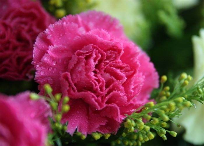 不同颜色康乃馨花语，康乃馨的花的寓意是什么（数量有不同的含义-值得收藏）