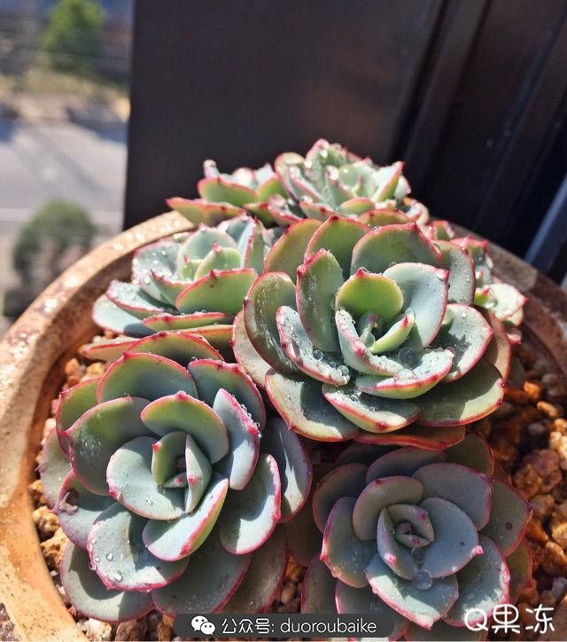 八字看缘尽,多肉屌丝变成高富帅只需九个月!-八字-荣耀易学