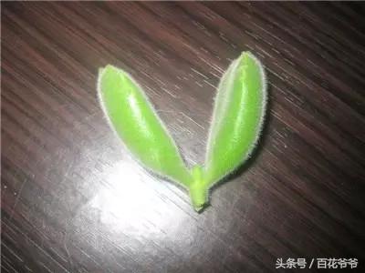 熊童子怎么扦插，熊童子怎么繁殖（高达100%的出芽成功率）