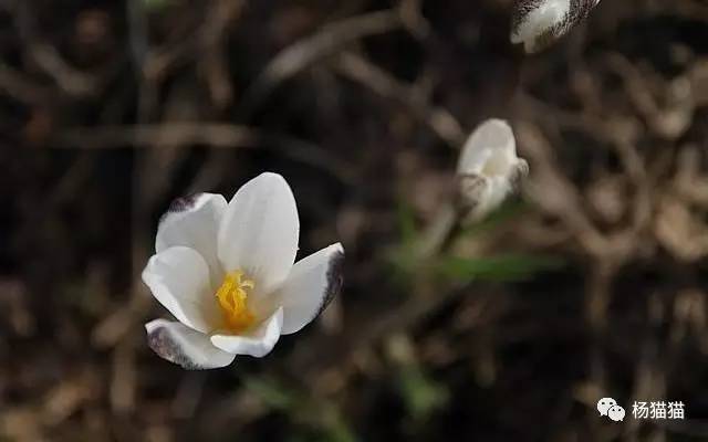 番红花花语，番红花花语和象征意义（2月21日生日花语）