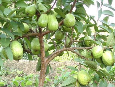 芭乐的功效与作用禁忌，芭乐的功效与作用禁忌是什么（深度解读番石榴的营养功效及食用禁忌）