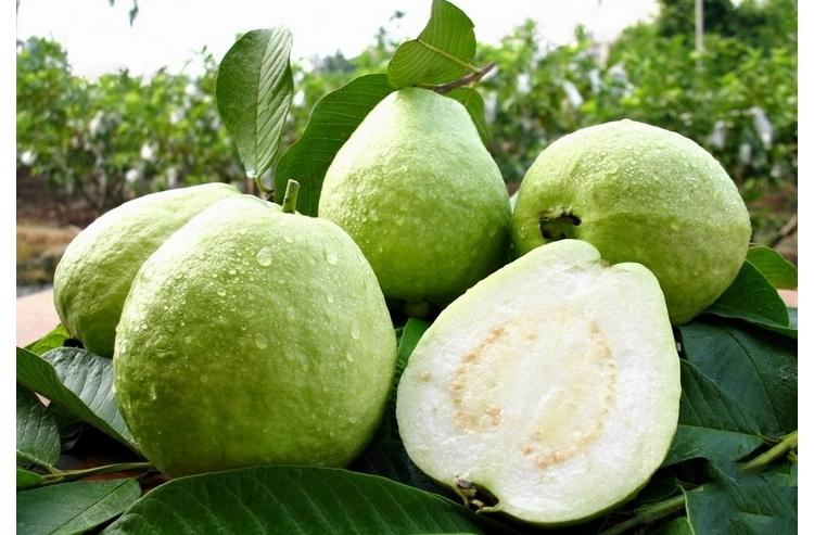 芭乐的功效与作用禁忌，芭乐的功效与作用禁忌是什么（深度解读番石榴的营养功效及食用禁忌）