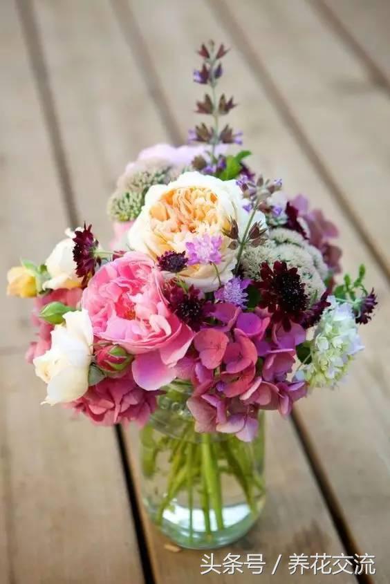 可乐能浇哪几种花，可乐能浇花吗（从没想过可乐用来养花有这么多好处）