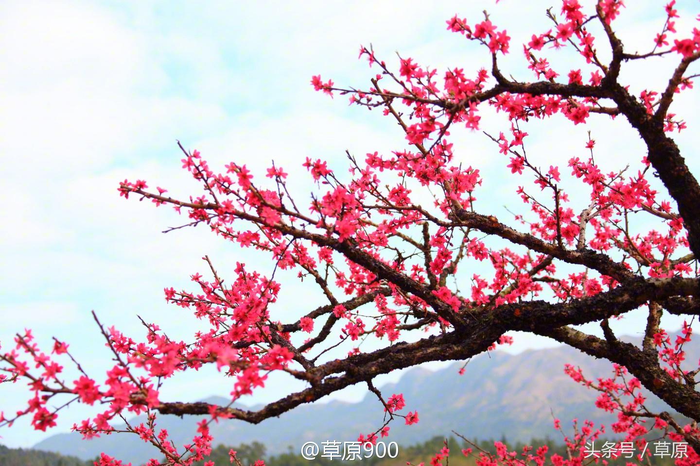 鹰嘴桃几月份成熟，鹰嘴桃成熟季节（连平三月赏桃花）