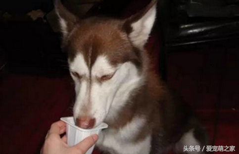 狗狗能喝牛奶吗为什么，狗狗能喝牛奶吗?为什么（宠物犬喝牛奶好不好）